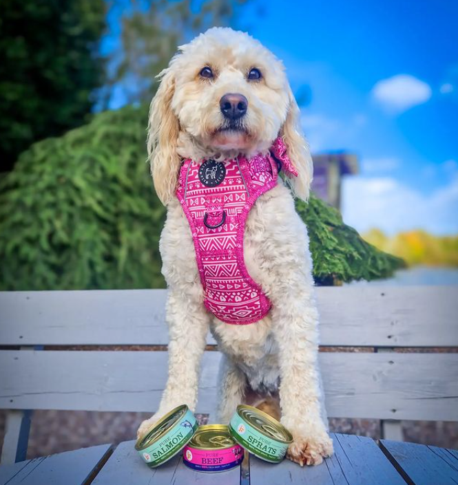 Pink-Aztec-Collection Lili + Mila's Empawrium