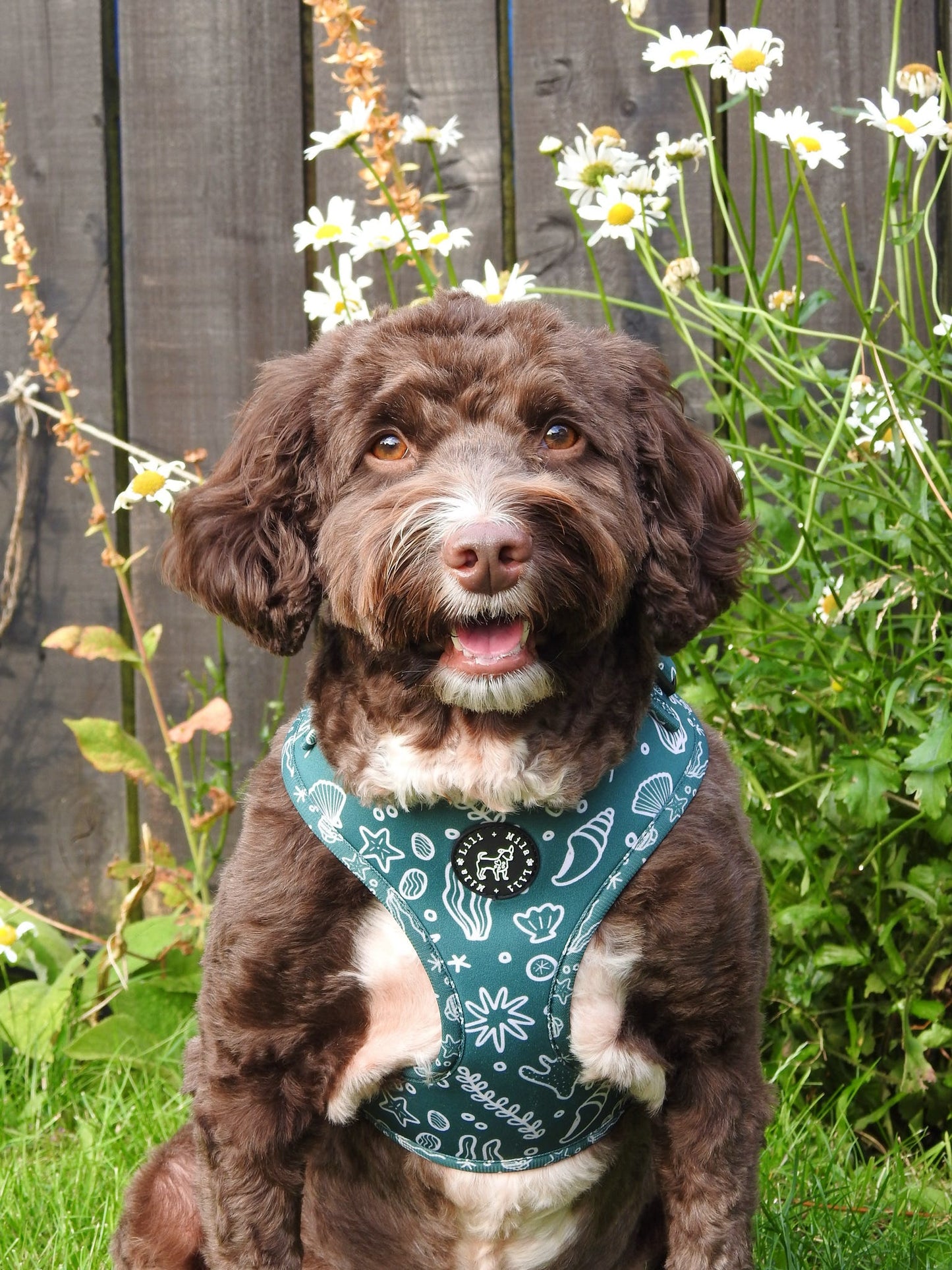 Coastal Verde (Green) Adjustable Harness