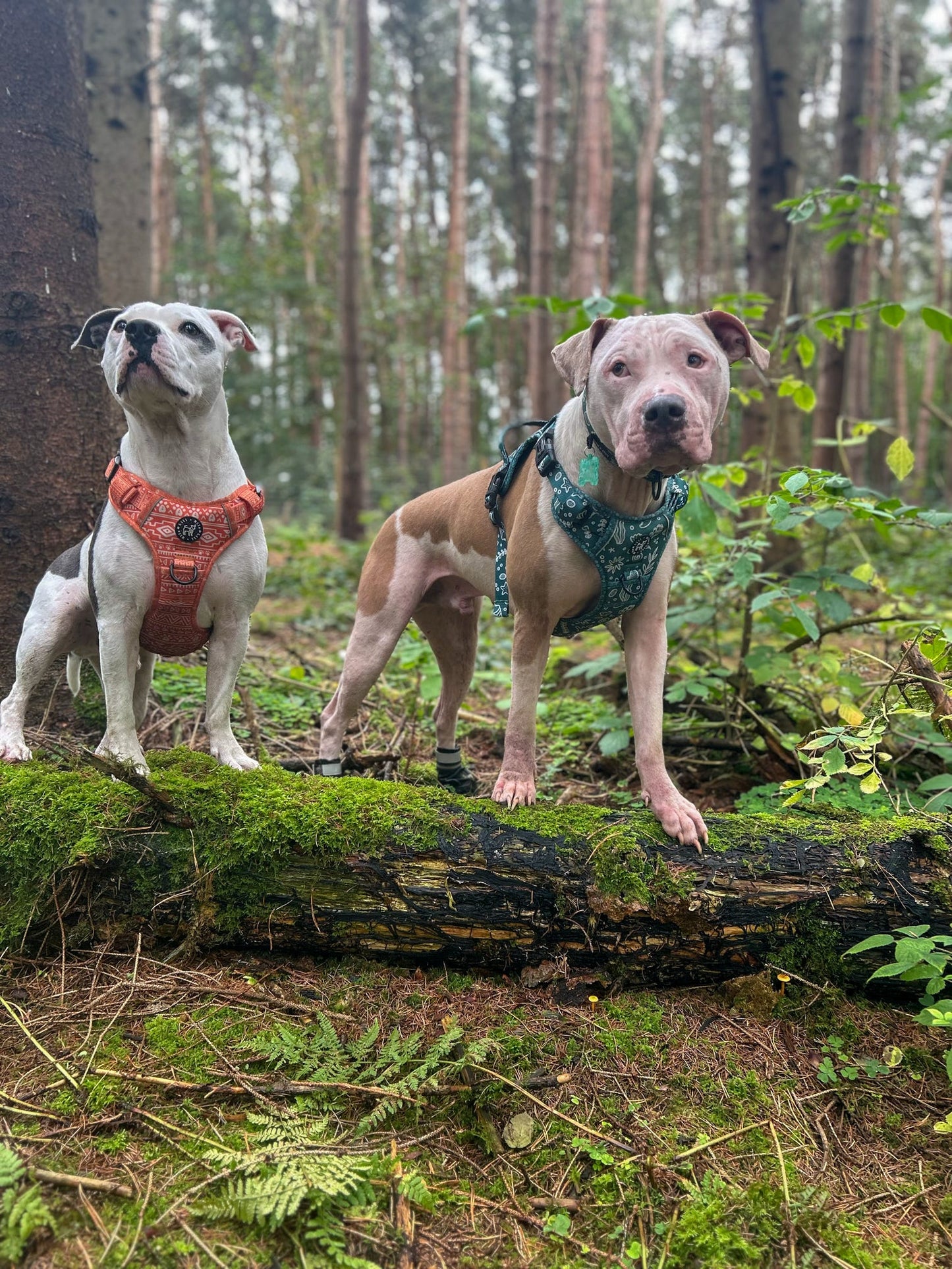 Aztec Solero (Orange) Adjustable Harness