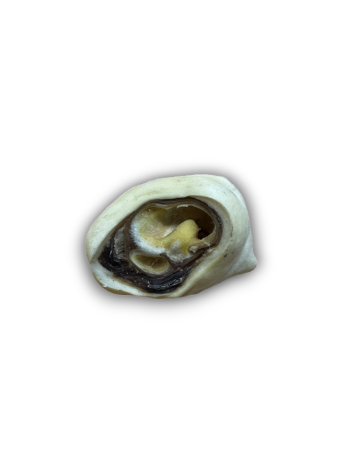 Beef Ear Root Lili + Mila's Empawrium
