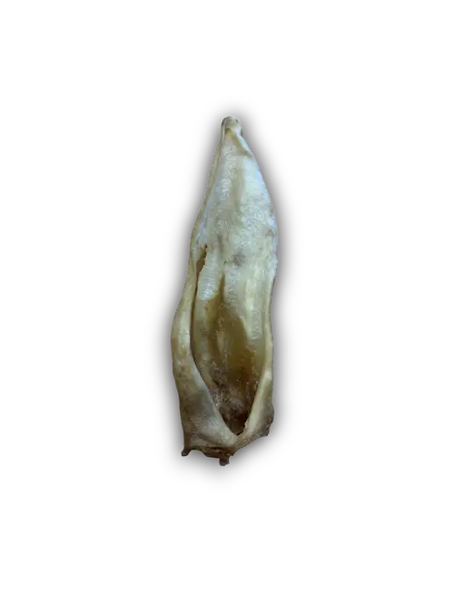Goat Ear Anco