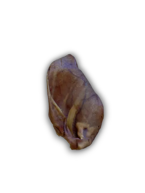 Pig Ear Anco