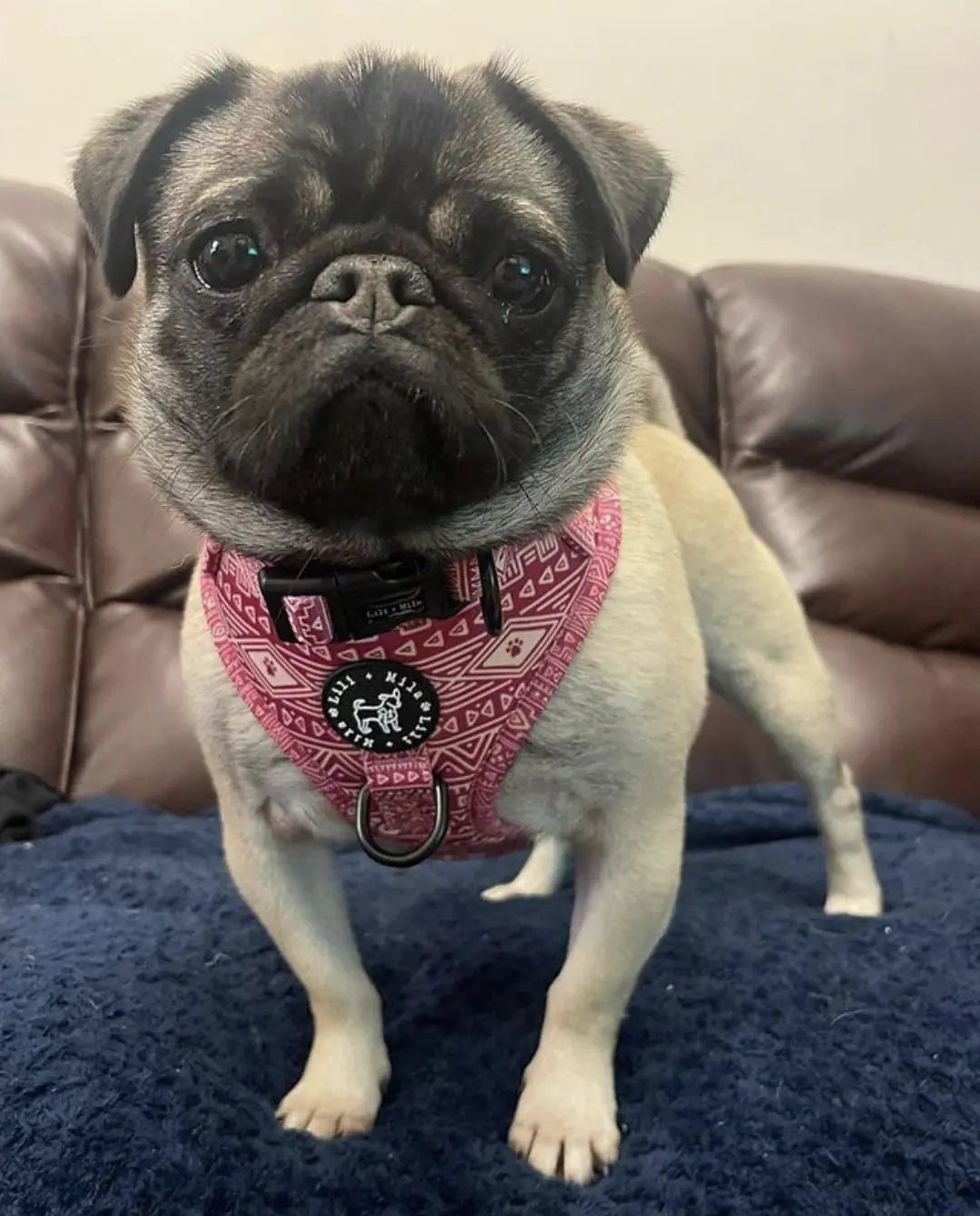 Aztec (Pink) Adjustable Harness My Store