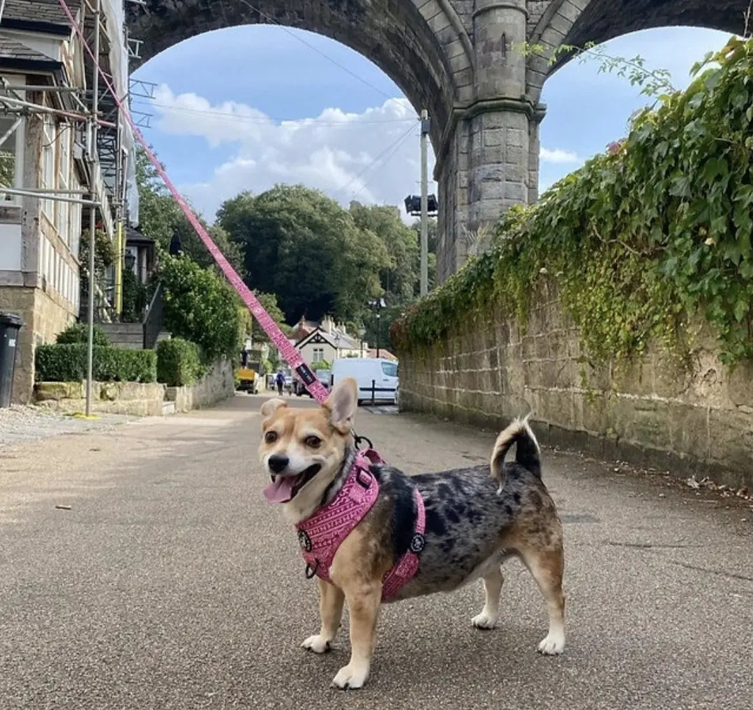 Aztec (Pink) Adjustable Harness My Store