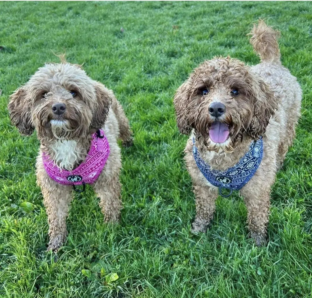 Aztec (Pink) Adjustable Harness My Store