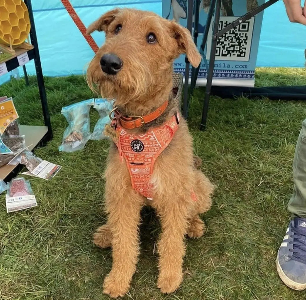 Aztec (Orange) Discovery Harness My Store