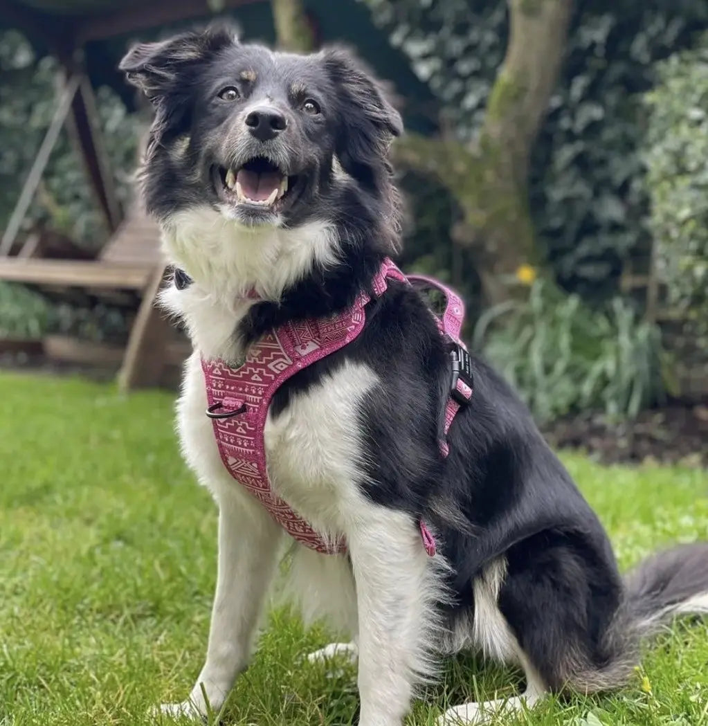 Aztec (Pink) Discovery Harness My Store