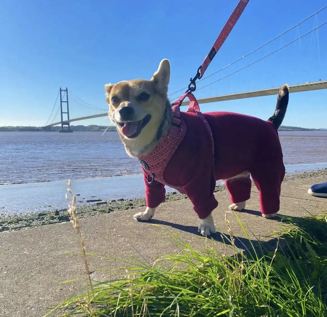 Mulberry 4 Legged Fleece (Pawsome Suits) My Store