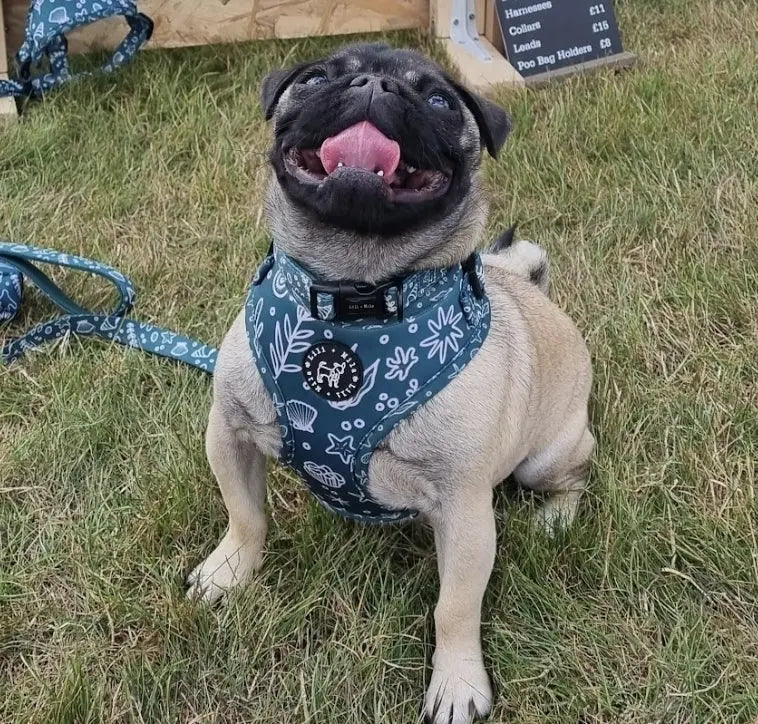 FIRST LAUNCH Adios Beaches (Green) Adjustable Harness My Store