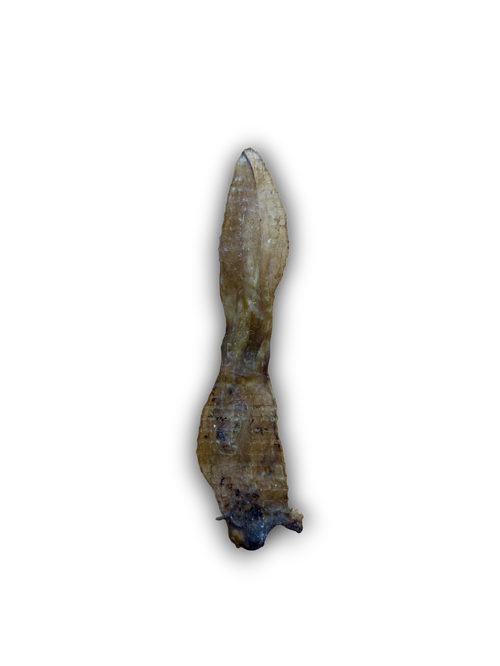 Rabbit Ears (Fur Off)