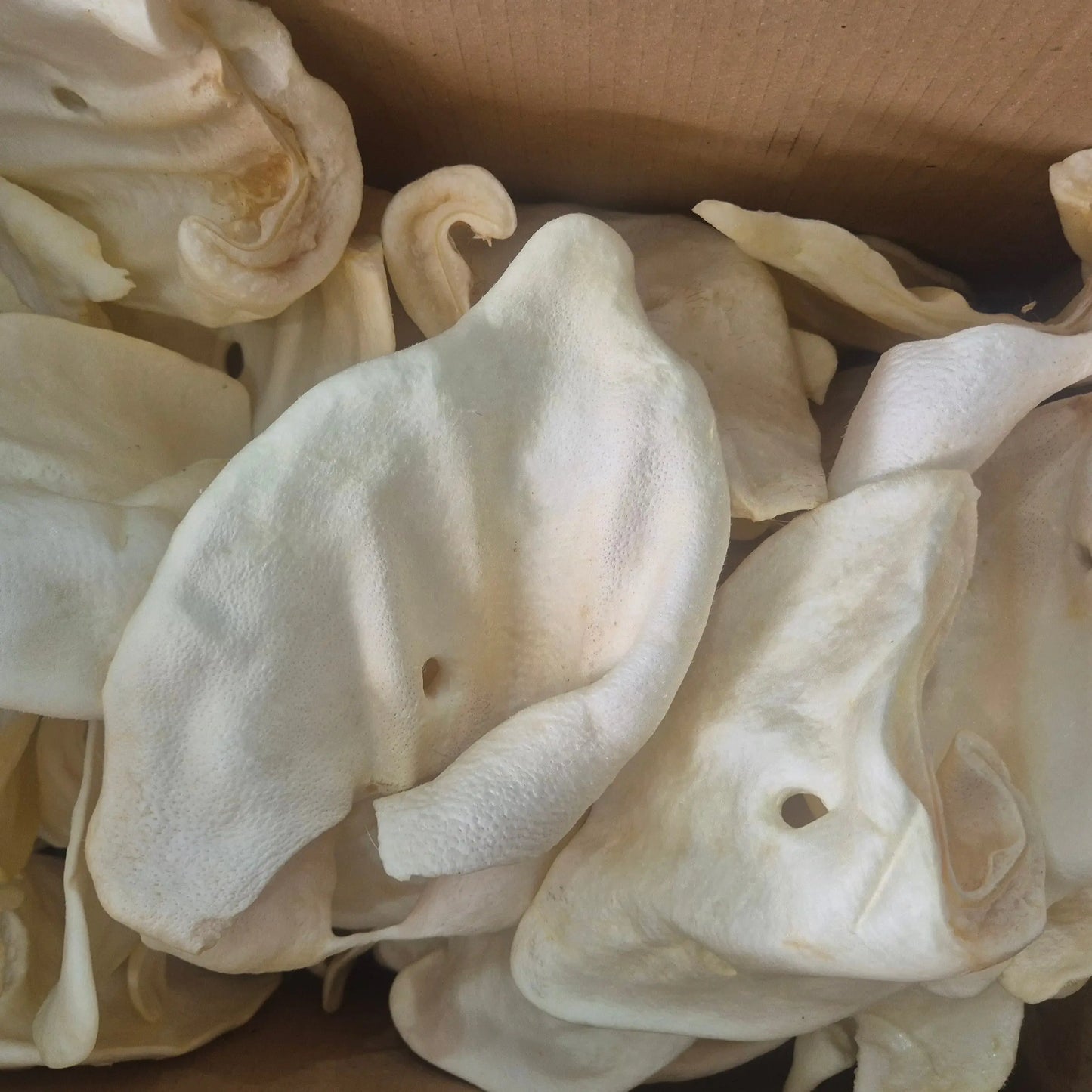 Puffed Pig Ear Lili + Mila's Empawrium