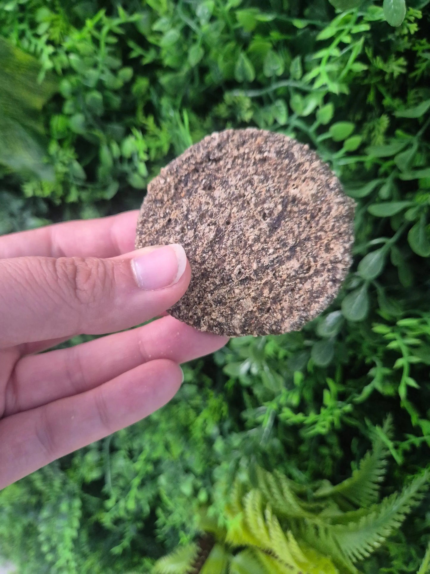 Rabbit Burger Nova Chew