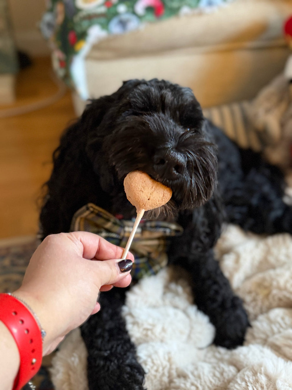 Waita Freeze Dried Chicken Lollipop