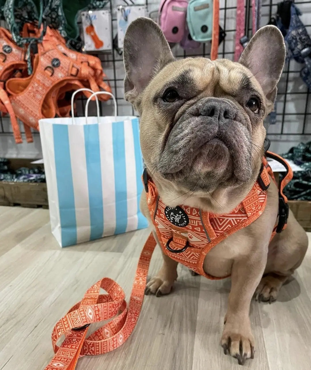 Bundles Lili + Mila's Empawrium