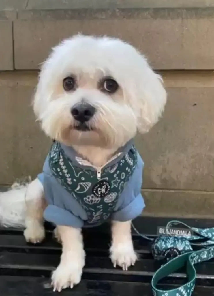 Adios-Beaches-Collection Lili + Mila's Empawrium