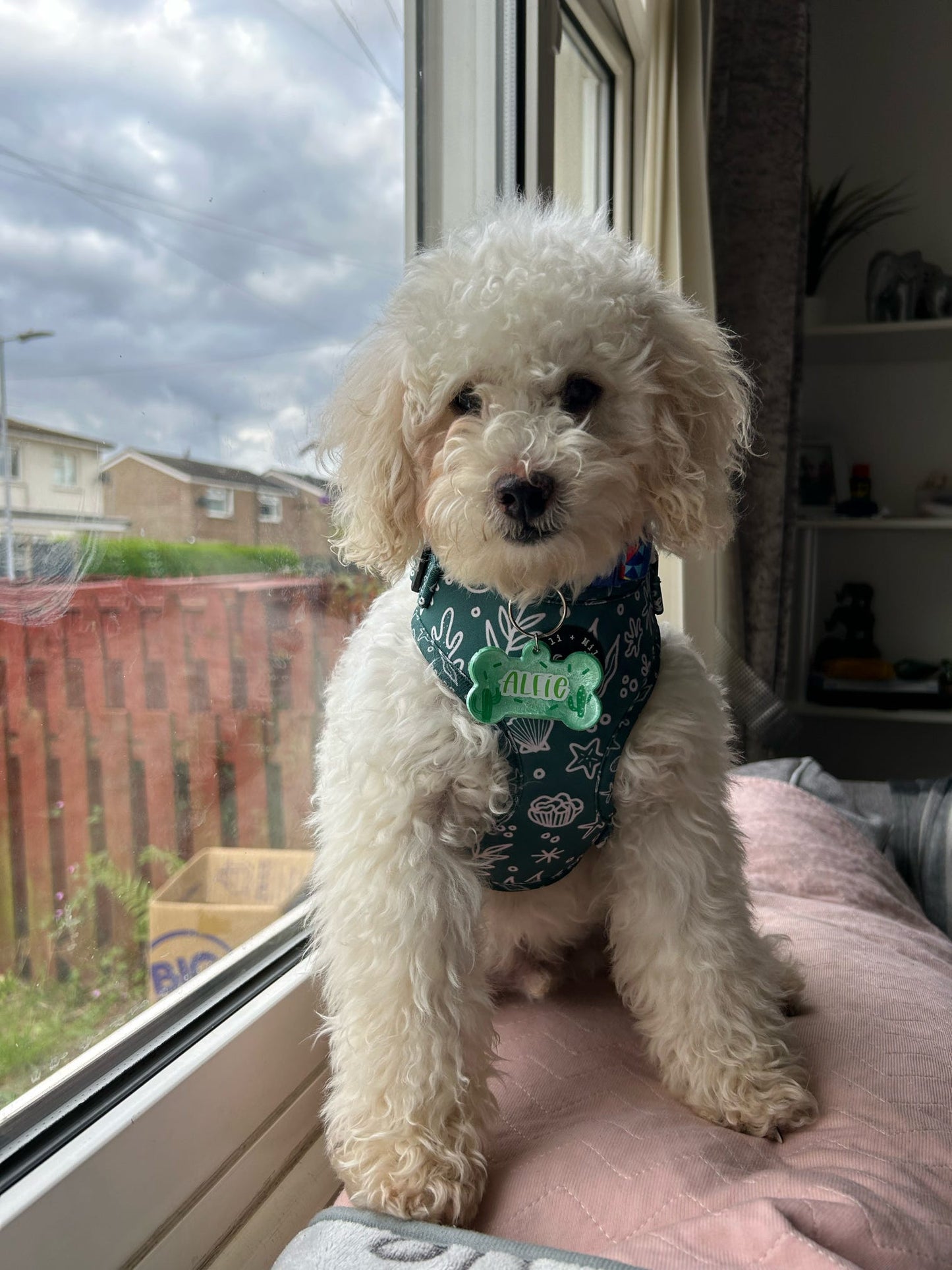 Coastal Verde (Green) Adjustable Harness