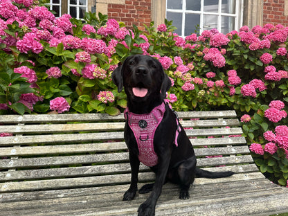 Aztec Rosa (Pink) Discovery Harness