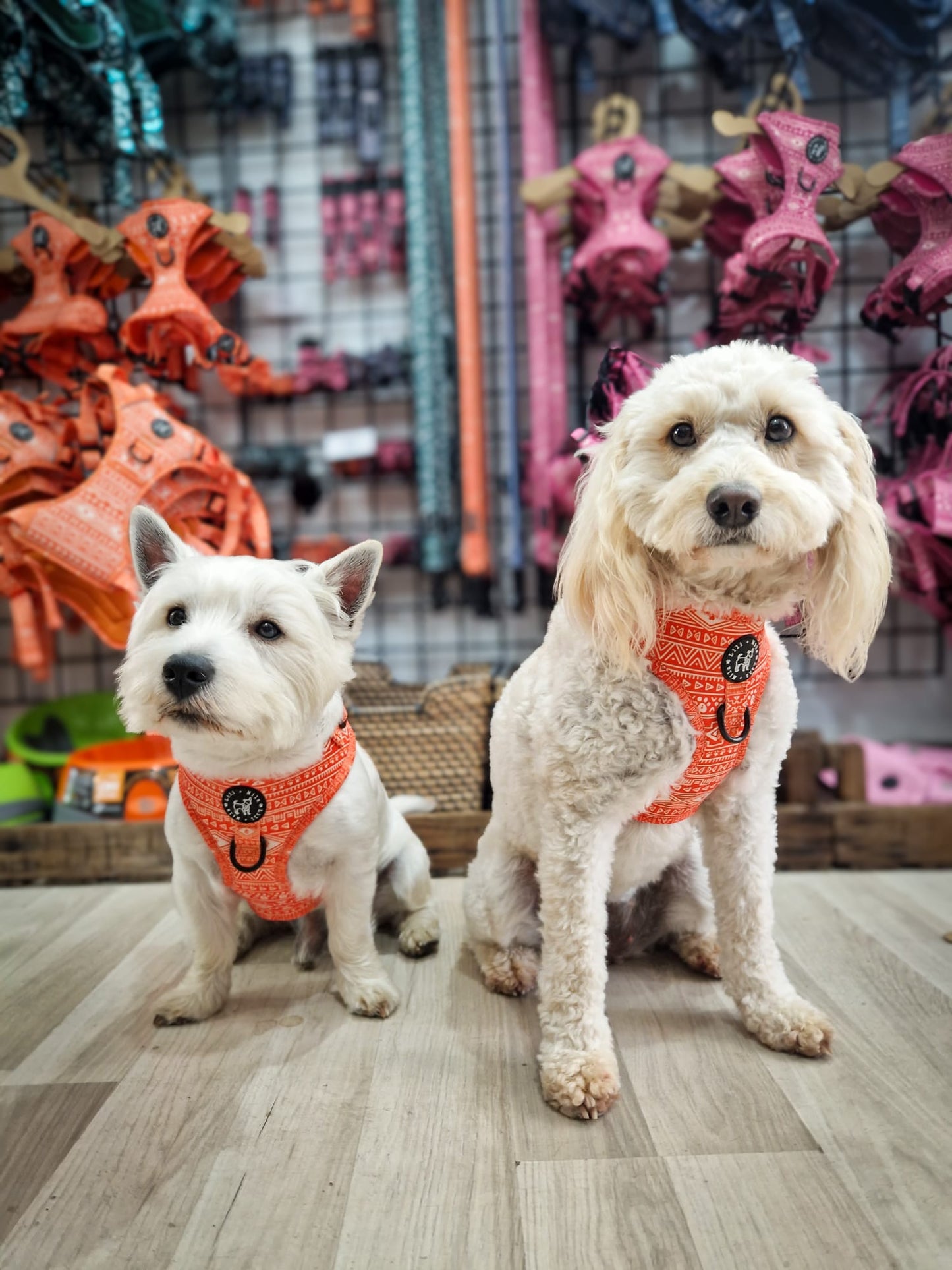 Aztec Solero (Orange) Adjustable Harness