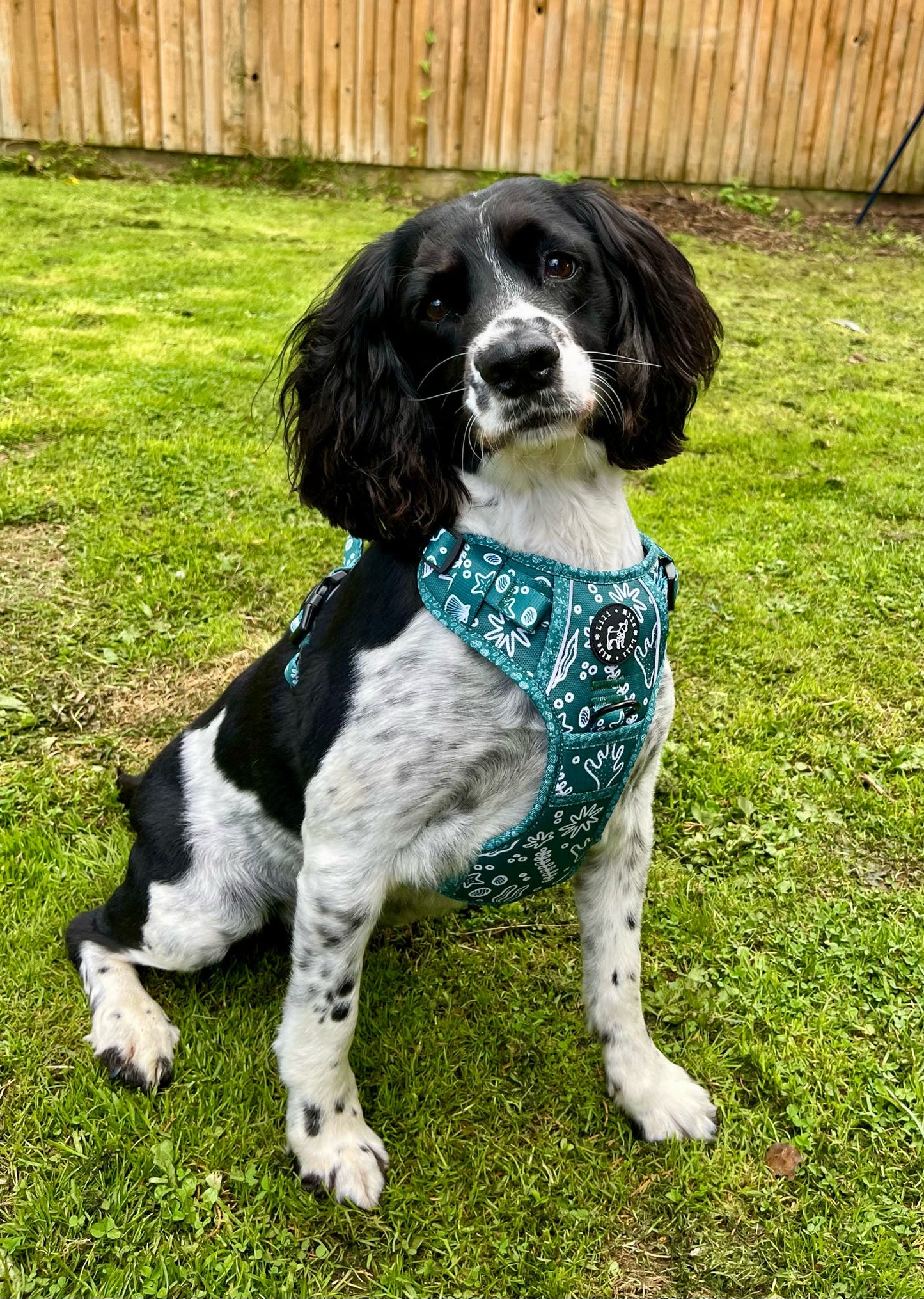 Coastal Verde  (Green) Discovery Harness