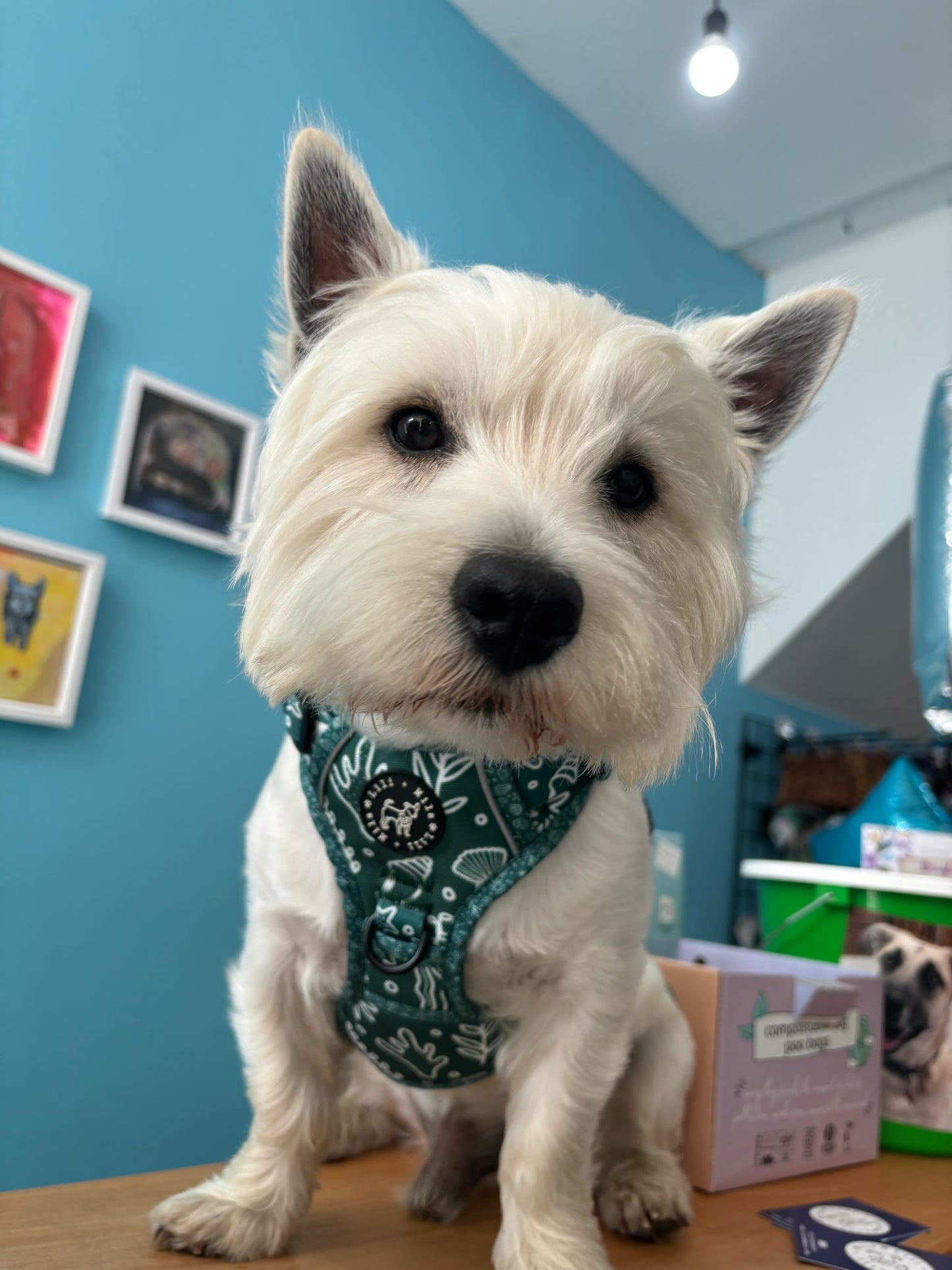 Coastal Verde (Green) Adjustable Harness