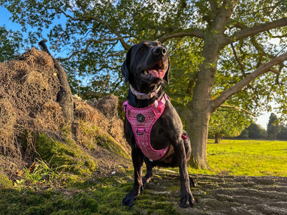 Aztec Rosa (Pink) Discovery Harness