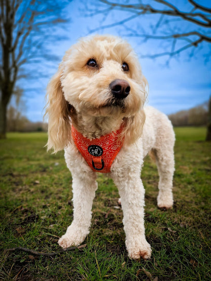 Aztec Solero (Orange) Adjustable Harness