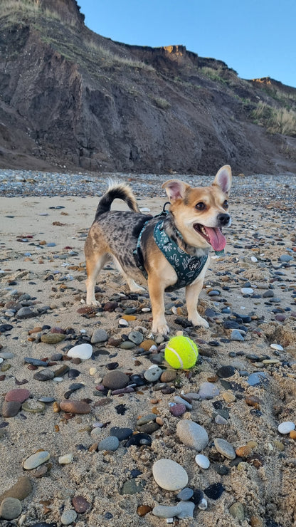Coastal Verde (Green) Adjustable Harness