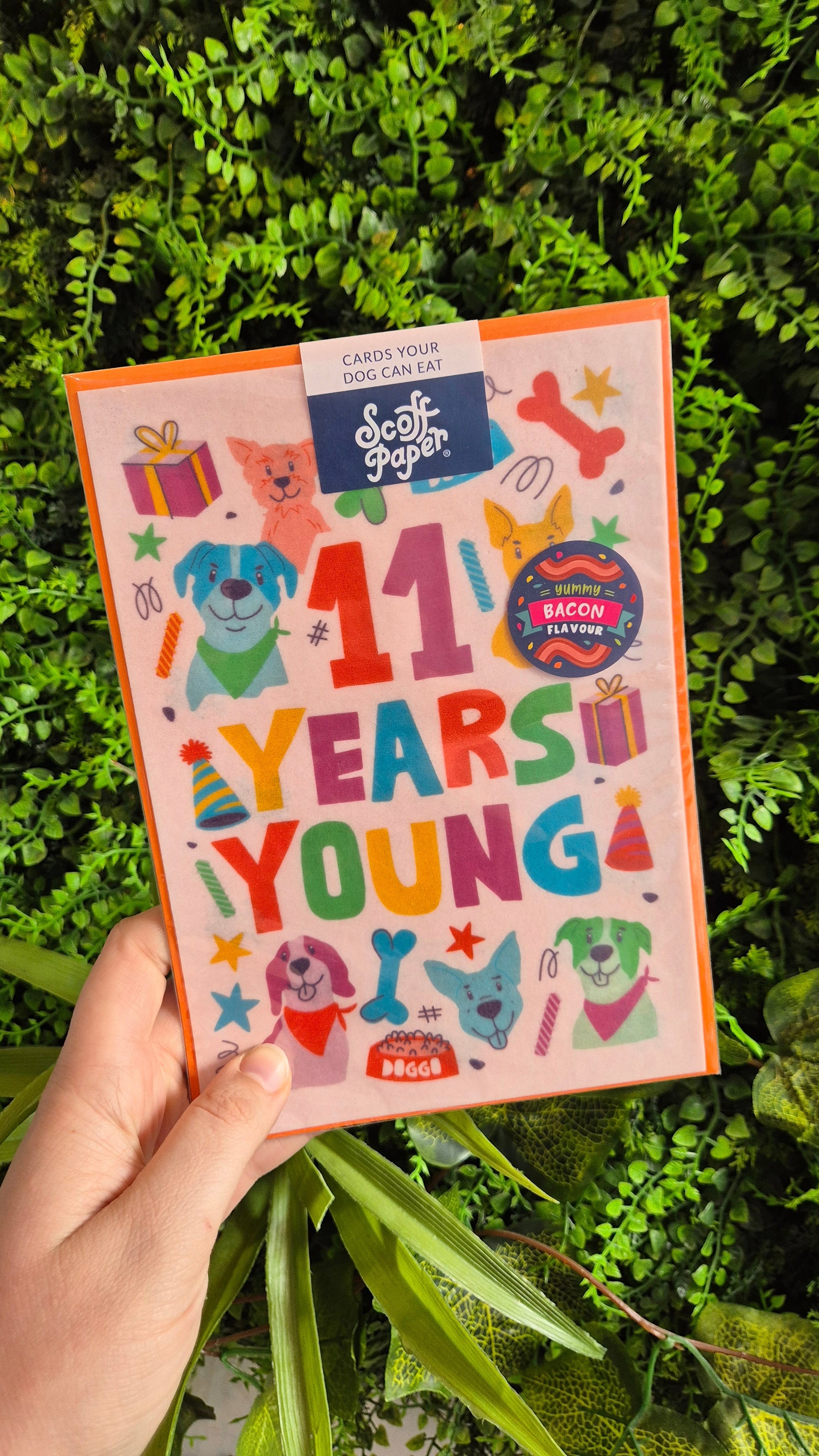 Scoff Edible Dog Card - 11 Years Young Lili + Mila's Empawrium