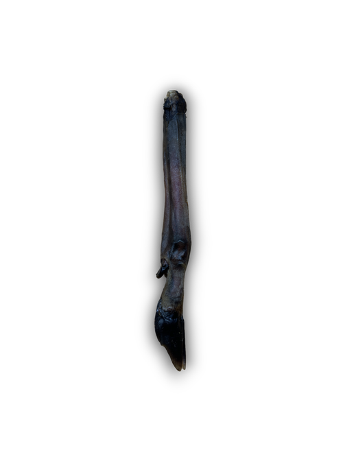 Roe Deer Leg Lili + Mila's Empawrium