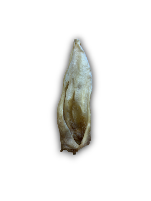 Goat Ear Lili + Mila's Empawrium
