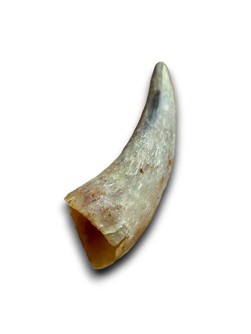 Cow Horn Anco