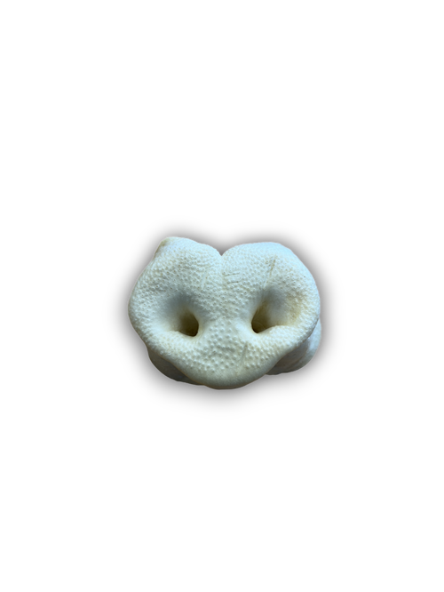 Puffed Pig Snout Lili + Mila's Empawrium