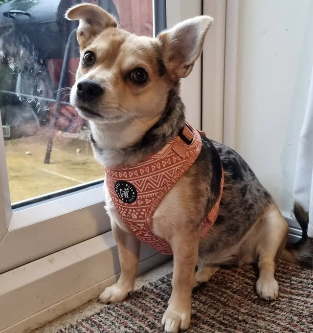 Aztec (Orange) Adjustable Harness My Store