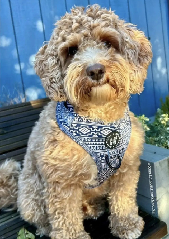 Aztec (Blue) Adjustable Harness My Store