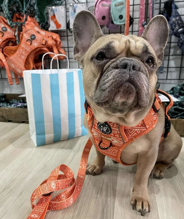 Aztec (Orange) Discovery Harness My Store