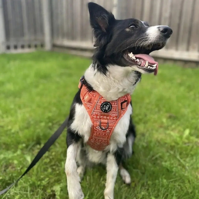 Aztec (Orange) Discovery Harness My Store