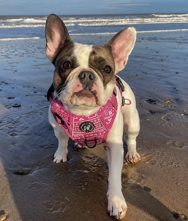 Aztec (Pink) Discovery Harness My Store
