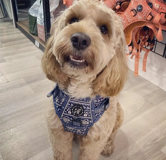 Aztec (Blue) Discovery Harness My Store