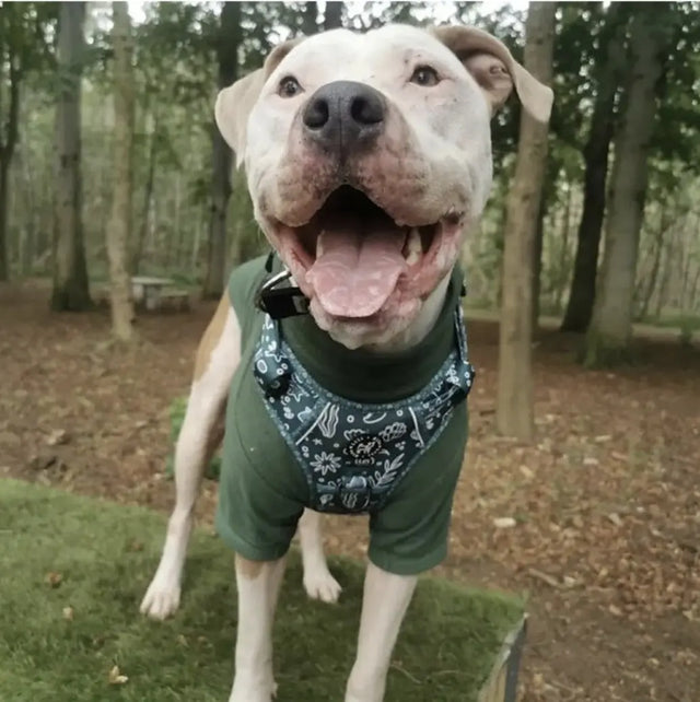 Adios Beaches (Green) Discovery Harness My Store
