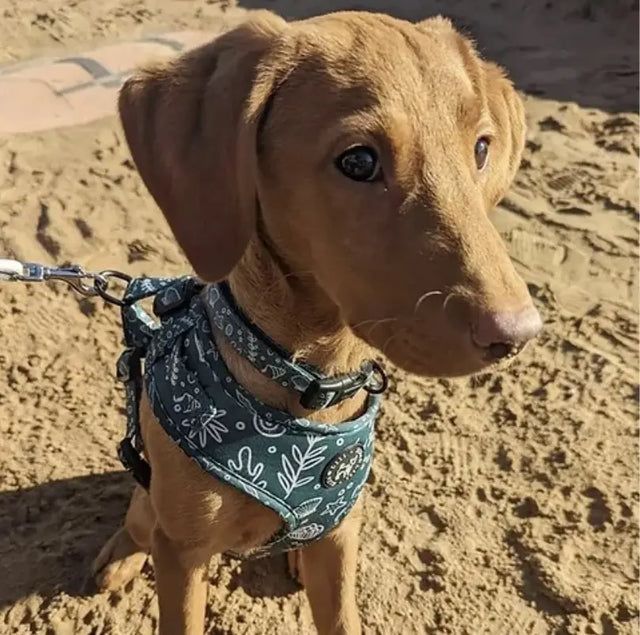 Adios Beaches Collar My Store