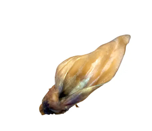 Buffalo Ear - Lili + Mila's Empawrium