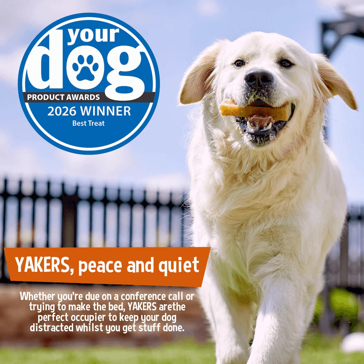 Dog running with a treat in its mouth, featuring 'Your Dog' product awards logo. How to keep your dog distracted.