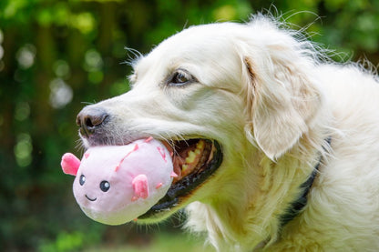 Pippa the Puffer Fish Dog Toy