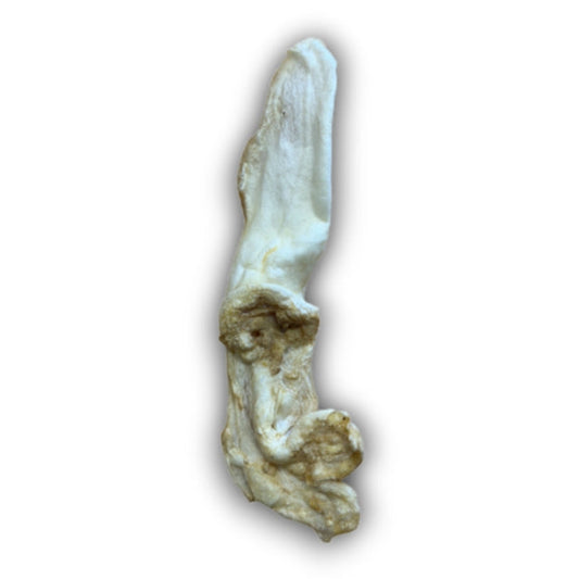 Puffed Rabbit Ear Lili + Mila's Empawrium