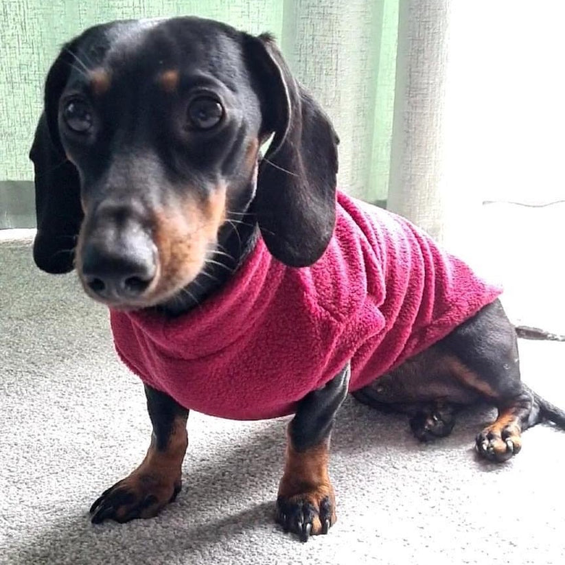 Mulberry Daschund Fleece (Pawsome Suits) My Store
