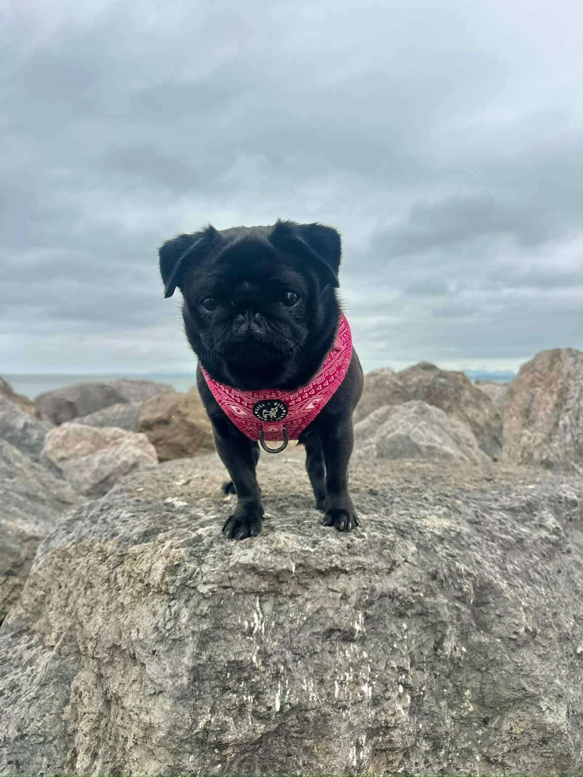 Aztec Rosa (Pink) Collar