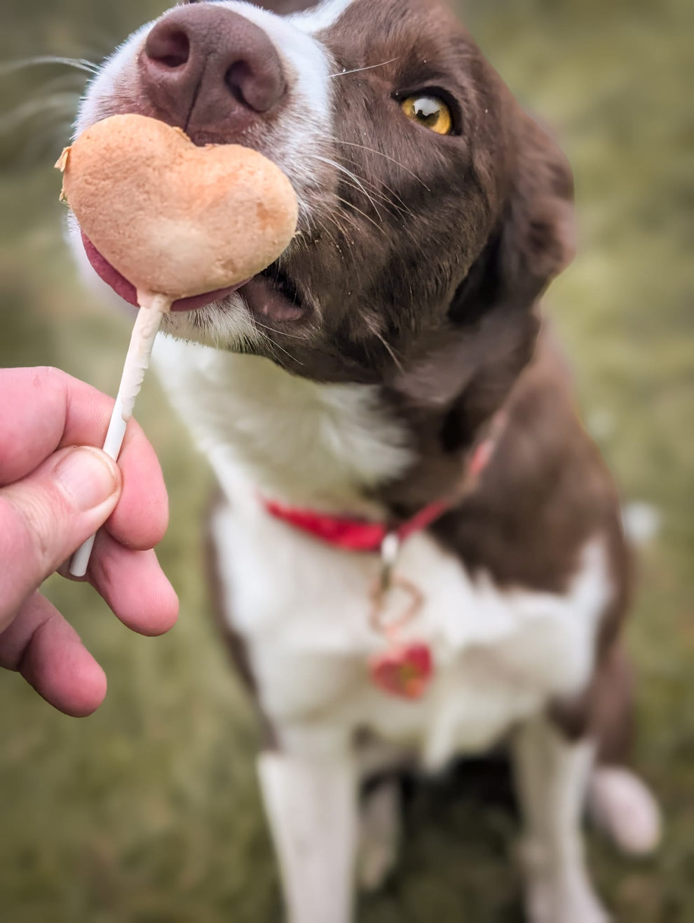 Waita Freeze Dried Chicken Lollipop