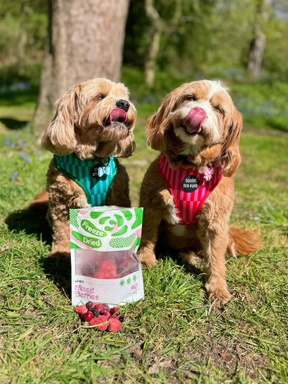 Waita Freeze Dried Mixed Berries 25g