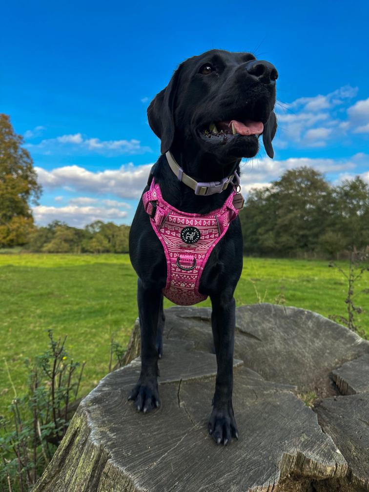 Aztec (Pink) Adjustable Harness