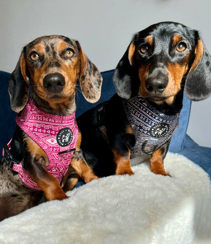 Two dachshunds wearing xsmall harnesses 
